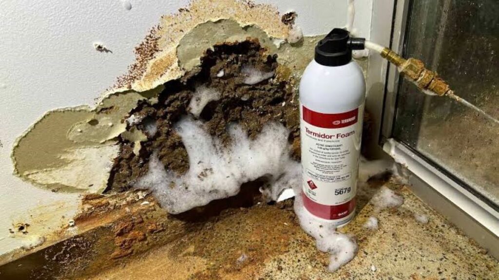 termite inspection