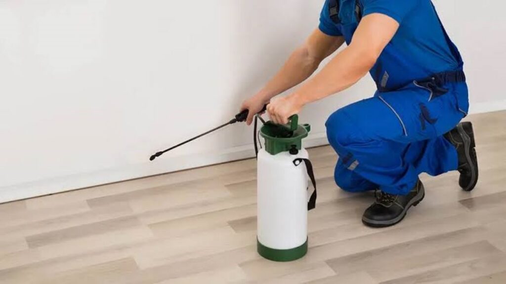 termite inspection