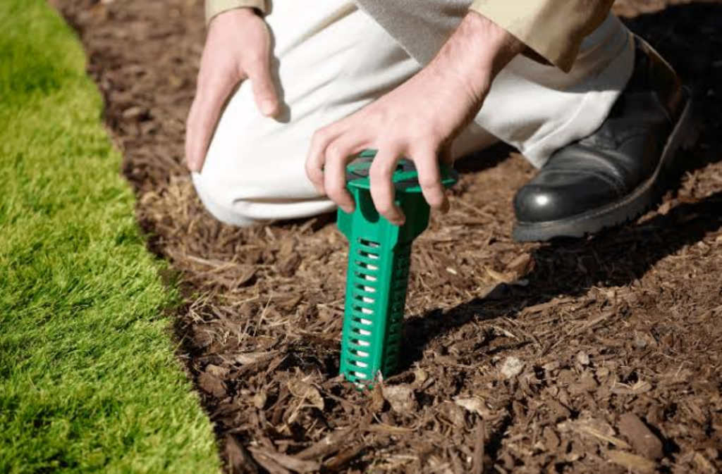 termite control