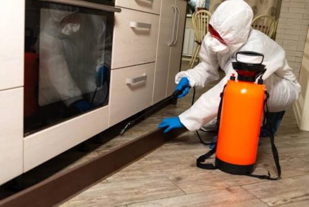 termite control